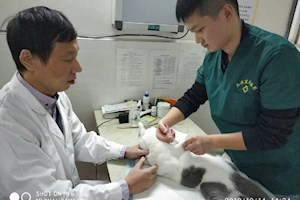 动物医学专业教育教学